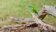 Green bee-eater perch on the fallen tree trunk on the ground [IBR125536464]