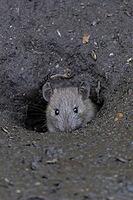 European brown rat (Rattus norvegicus) adult animal emerging from its burrow hole, England, United Kingdom [IBR125536468]