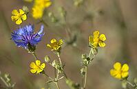 Acker blueflake flower, asteraceae, centaurea cyanus, daisy, cornflower, potentilla argentea, rosaceae, rose family, silverfinger herb, flora, plants, plants [IBR125536476]