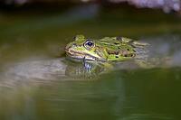 AI_Description, A green frog in the calm water of a pond, surrounded by natural surroundings, AI_key words, frog, water, green, nature, pond, amphibian, calm [IBR125536477]