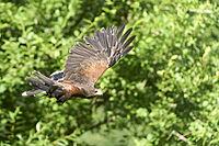 Desert buzzard, side view, flying in front of green blurred bushes. Siebnen, Switzerland [IBR125536479]