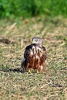 Red kite (Milvus milvus), sitting in meadow, Canton Aargau, Switzerland [IBR125536480]