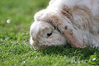 Rabbit (Oryctolagus cuniculus forma domestica), portrait, outdoors, grass, eating, sunlight, pretty [IBR125536484]