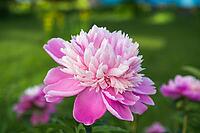 Fresh beautiful pink rose close up [IBR125557529]