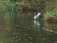 A grey heron stands in the Saale and stretches a wing [IBR125557533]
