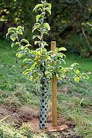 New planting in October. Young tree (Nashi pear) in the garden, supported by a wooden pole and protected by a pipe, Horn Bad Meinberg [IBR125557536]