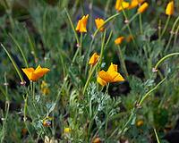 Blooming flowers California poppies against a green background. Orange Eschscholzia californica [IBR125557554]