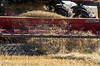 Combine harvester efficiently working in a golden wheat field, gathering crops during the harvest season [IBR125557570]