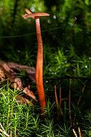 Reddish lacquer funnel between moss and foliage [IBR125557578]