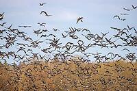 Wild geese overwinter on European agricultural lands and near livestock farms. Bean goose (Anser fabalis), white-fronted goose (Anser albifrons) flocks for feeding and makes regular foraging flights [IBR125557583]
