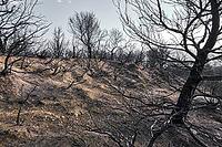 A charred hill in Legarda, Navarra, Spain shows the barren landscape left behind after a wild fire [IBR125557597]