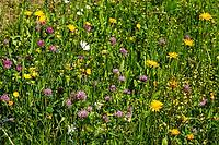 Garden, garden, flower meadow, flower-rich meadow, flora, nature garden, natural meadow, plants, meadow, wildflower meadow [IBR125557602]