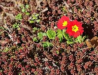 Two red primroses with yellow center blooming on a carpet of small sedum plants in a garden during a sunny day [IBR125557604]