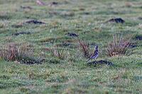 Fieldfare on a mound of earth, close-up [IBR125557609]