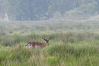 A fallow deer bull eats in the salt marshes on the Baltic Sea of Mecklenburg-Western Pomerania [IBR125557611]