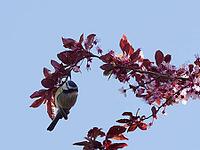 A blue tit hangs on a blood plum branch [IBR125557612]