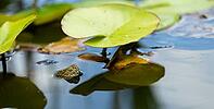 European pond turtle (Emys orbicularis), Rhineland-Palatinate, Germany [IBR125565998]