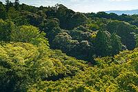 Kyoto, Japan - Oct 11 2024, panoramic aerial view of the densely forested mountain on the territory of Kiyomizu-dera Temple, at daytime, Kyoto, Japan [IBR125566001]