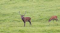 Hirsch [IBR125566011]
