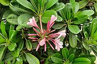 Closer view of thick, green leaves and pink buds, flowers of temple tree [IBR125566017]