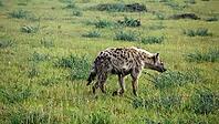Wild hyenas in the savannah of Africa [IBR125566021]