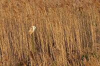 Barn owl (Tyto alba) adult bird sleeping on a post in a reedbed, England, United Kingdom [IBR125566026]