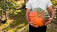 Male holding big colorful pumpkin outdoors in an autumn garden [IBR125566027]