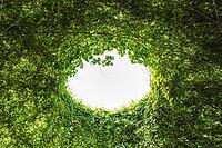 Abstract treelike green plants living roof with hole in the middle, an opening to the sky [IBR125566028]