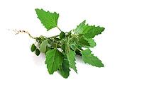 Green leaves of quinoa, porkweed on a white background. Medicinal plant for brewing medical tinctures. Harvest useful herbs and plants from the garden [IBR125566034]