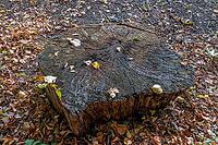 A weathered tree stump with visible annual rings lies between foliage and small plants on the forest floor on the shore of Ellernbruchsee near Braunschweig, Vechelde, Lower Saxony, Germany [IBR125566047]