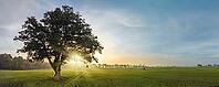 Tree, fog, field, ackerland, animal protection, high seat, hunter, deciduous, aerial, alone, landscape, early morning, ecology, environment, farm, forest, grass, green, hidden place, hunting, ladder, landscape, light, lonely wild, meadow, atmospheric, mor [IBR125566048]