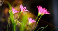 Magical Fairy lily flowers closeup macro shot. Beautiful flowers in the meadow in early morning light [IBR125566062]