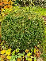 Spherical boxwood shrub growing in a park, surrounded by fallen colourful leaves during the autumn season [IBR125566066]