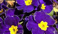 Purple primrose in flower bed. Spring concept [IBR125566068]