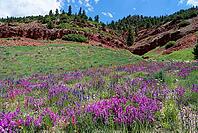 Alpine wildflowers along the San Juan Skyway, Colorado [IBR125566069]