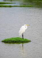 Beautiful Great white egret Standing still on a green grass patch surrounded by the lagoon water in Bundala national park [IBR125566078]