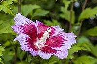 Close-up of a rose mallow (Hibiscus sytiacus) in bloom, Weilerswist, North Rhine-Westphalia, Germany [IBR125566081]