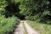 Beautiful view into a dense green forest with bright sunlight casting deep shadow [IBR125606064]