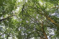 Beautiful view into a dense green forest with bright sunlight casting deep shadow [IBR125606065]