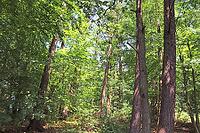 Beautiful view into a dense green forest with bright sunlight casting deep shadow [IBR125606067]