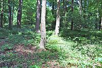 Beautiful view into a dense green forest with bright sunlight casting deep shadow [IBR125606068]
