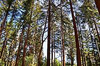 Beautiful view into a dense green forest with bright sunlight casting deep shadow [IBR125606069]