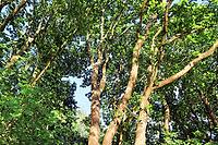Beautiful view into a dense green forest with bright sunlight casting deep shadow [IBR125606072]