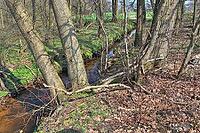 Beautiful view into a dense green forest with bright sunlight casting deep shadow [IBR125606073]