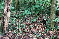 Beautiful view into a dense green forest with bright sunlight casting deep shadow [IBR125606077]