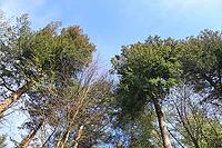 Beautiful view into a dense green forest with bright sunlight casting deep shadow [IBR125606079]