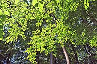 Beautiful view into a dense green forest with bright sunlight casting deep shadow [IBR125606082]