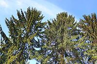 Beautiful view into a dense green forest with bright sunlight casting deep shadow [IBR125606083]