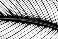 Close-up of a feather shows its fine, parallel running branches in contrasting black and white, pinstriped calathea (Goeppertia ornata), (Calathea ornata), Benalmádena, Costa del Sol, Andalusia, Spain [IBR125606090]