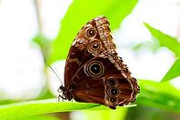 A brown butterfly with striking eye patches sits sideways on a green leaf, banana butterfly, owl butterfly, (genus Caligo), Mariposario de Benalmádena, captivity, Benalmádena, Costa del Sol, Andalusia, Spain [IBR125606091]